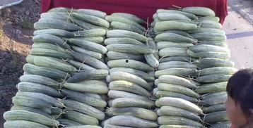 农村女网红吃瓜,一场别开生面的吃瓜盛宴