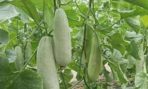 网红吃的生瓜叫什么名字,究竟叫什么名字？揭秘其独特魅力