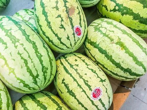 网红4小时吃瓜,揭秘娱乐圈幕后真相