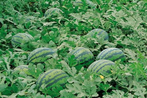 宿州网红吃瓜群微信,揭秘网络社交圈的趣味与争议