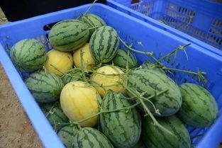 宿州网红吃瓜群微信,揭秘网络社交圈的趣味与争议