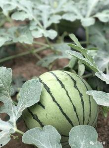 网红吃瓜大家族是真的吗,揭秘真相还是虚构传闻?