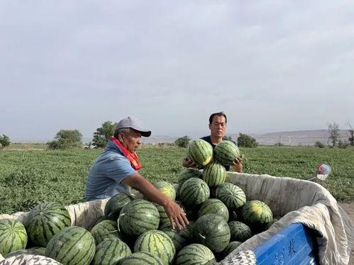 赣榆吃瓜网,揭秘赣榆本土美食,带你领略地方特色风味