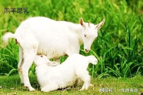 吃瓜中心网小羊