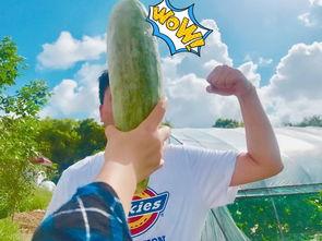 无限网红吃瓜,揭秘娱乐圈幕后真相