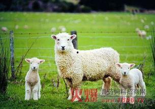 网红小羊吃瓜视频,网红萌宠的趣味日常