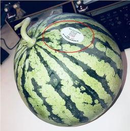 河南吃瓜网红是谁啊,揭秘网络红人的背后故事