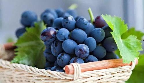 网红吃瓜葡萄图片,揭秘瓜界新宠儿的魅力瞬间