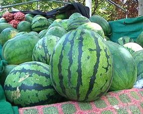 网红的吃瓜群号怎么找到,探寻幕后故事与热门话题