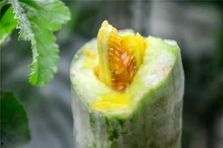 网红吃瓜技巧,轻松解锁娱乐圈最新瓜果技巧