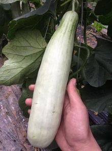 网红吃瓜技巧,轻松解锁娱乐圈最新瓜果技巧