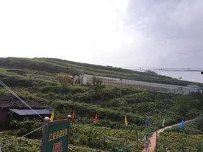 陇南文县网红吃瓜事件,一场网络狂欢背后的真相与反思