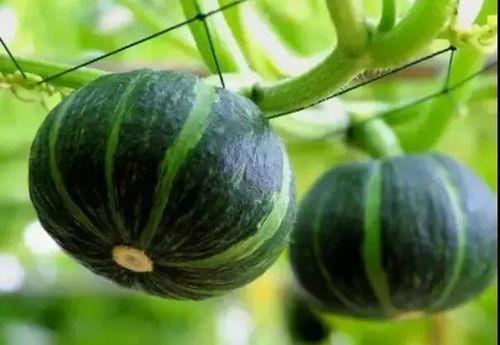 正能量网红吃瓜事件真相,正能量背后的真相与反思