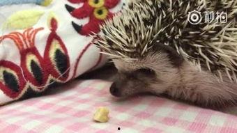 官狼吃瓜网,揭秘娱乐圈幕后真相，带你领略明星生活百态