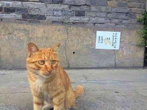 网红猫吃贝贝瓜图片,贝贝瓜成新宠