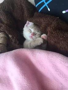 网红猫吃贝贝瓜图片,贝贝瓜成新宠