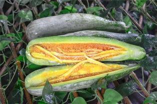 临沂吃瓜网红是谁,揭秘网络红人的崛起之路