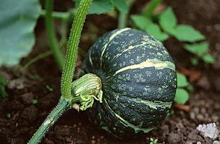 高端网红吃瓜视频下载安装,下载安装攻略与热门内容盘点