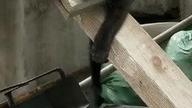 网吃瓜视,揭秘网络热点背后的真相与趣味