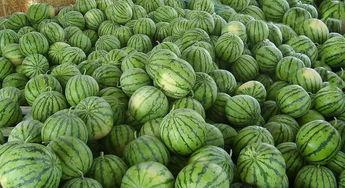 网吃瓜视,揭秘网络热点背后的真相与趣味