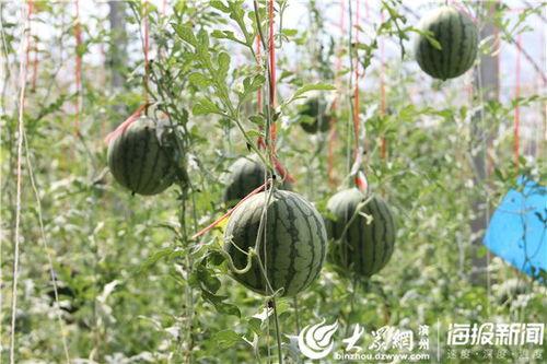 叶县网红吃瓜事件视频,一场网络狂欢背后的真相揭秘