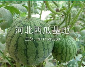 dy网红吃瓜基地,揭秘网络红人背后的秘密世界